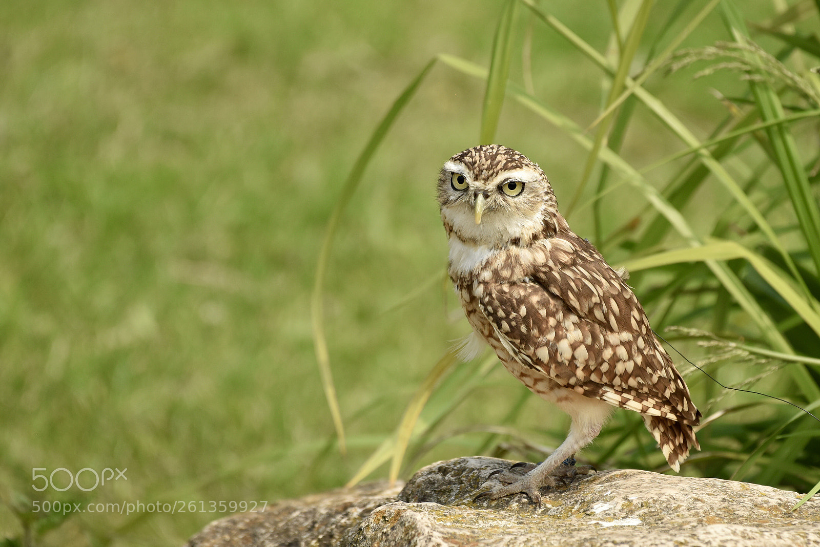 Nikon D810 sample photo. Burrowing owl photography