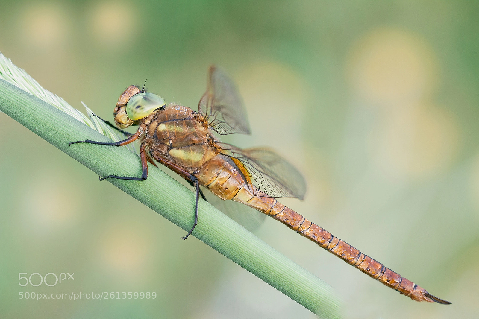 Canon EOS 600D (Rebel EOS T3i / EOS Kiss X5) sample photo. Agnica ruda, agiew ruda photography