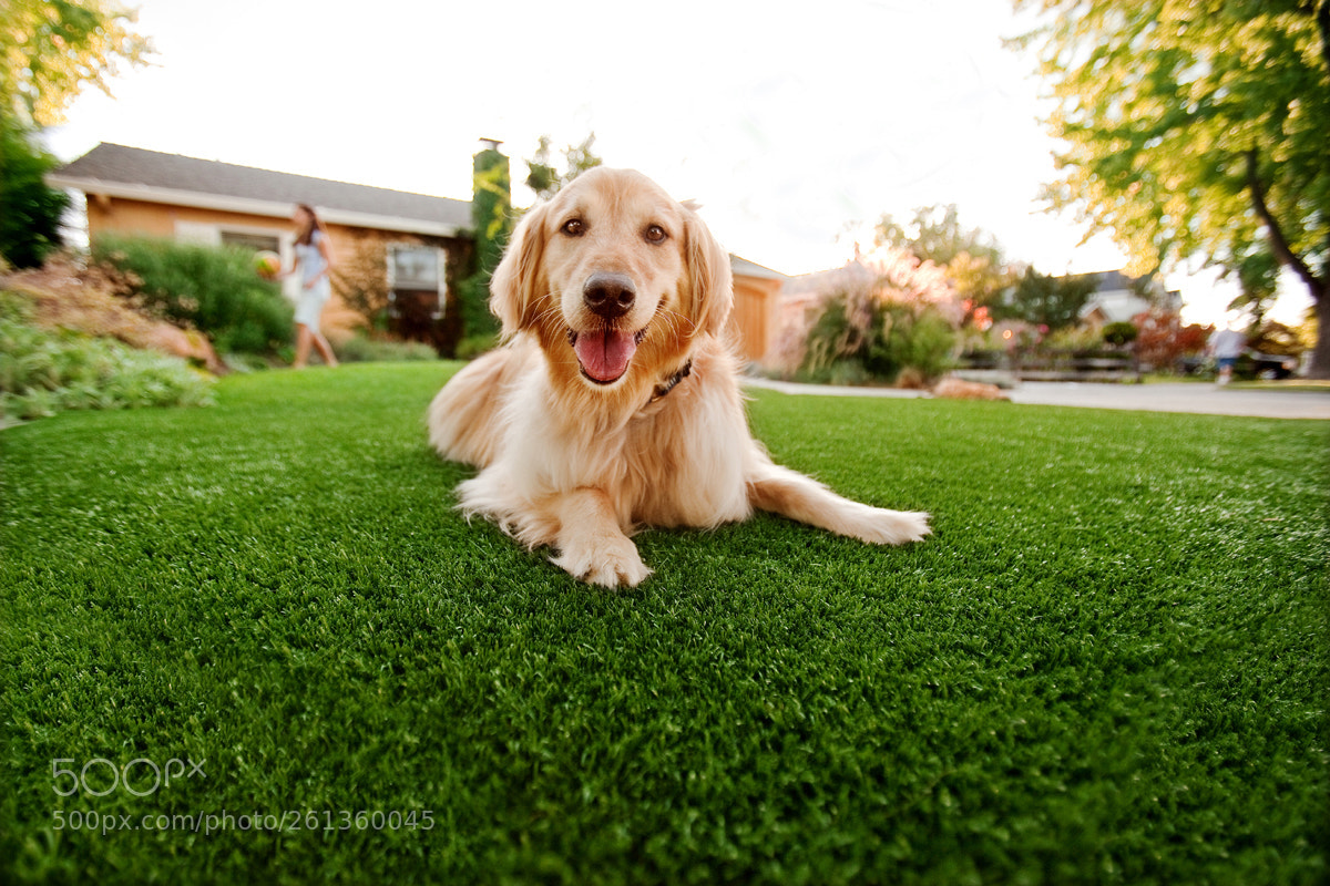 Canon EOS 5D Mark II sample photo. Pets artifcial grass photography