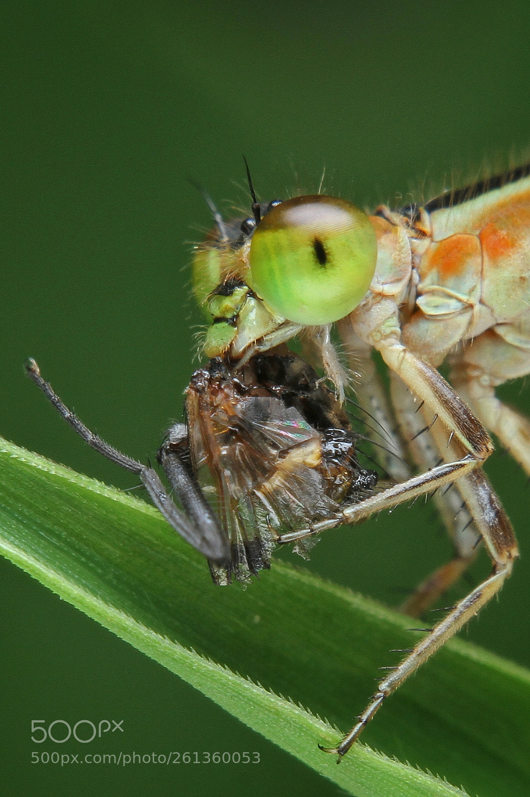 Canon EOS 7D sample photo. Eat photography