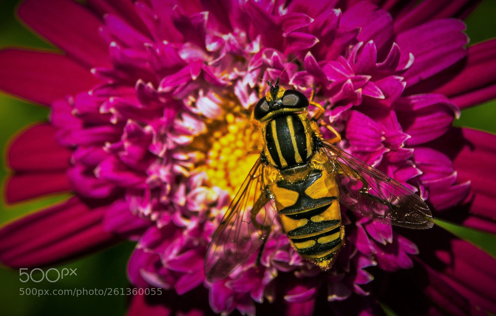 Nikon D5300 sample photo. Macropicnic photography