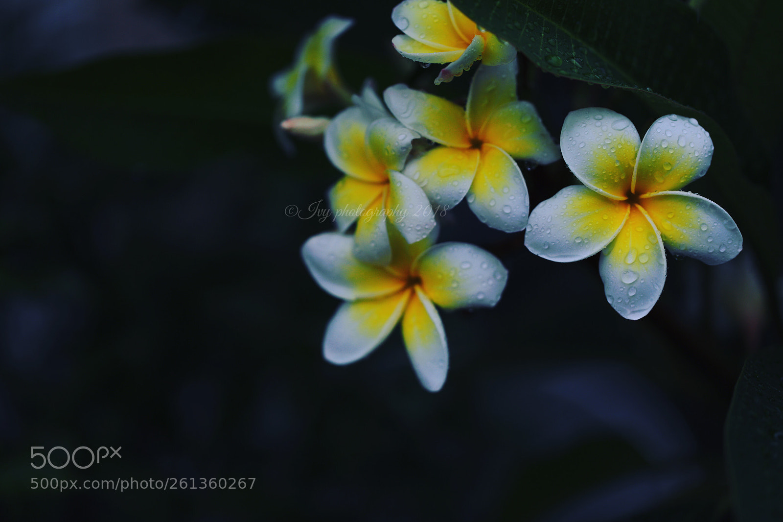Canon EOS 5D Mark IV sample photo. 鸡蛋花 photography