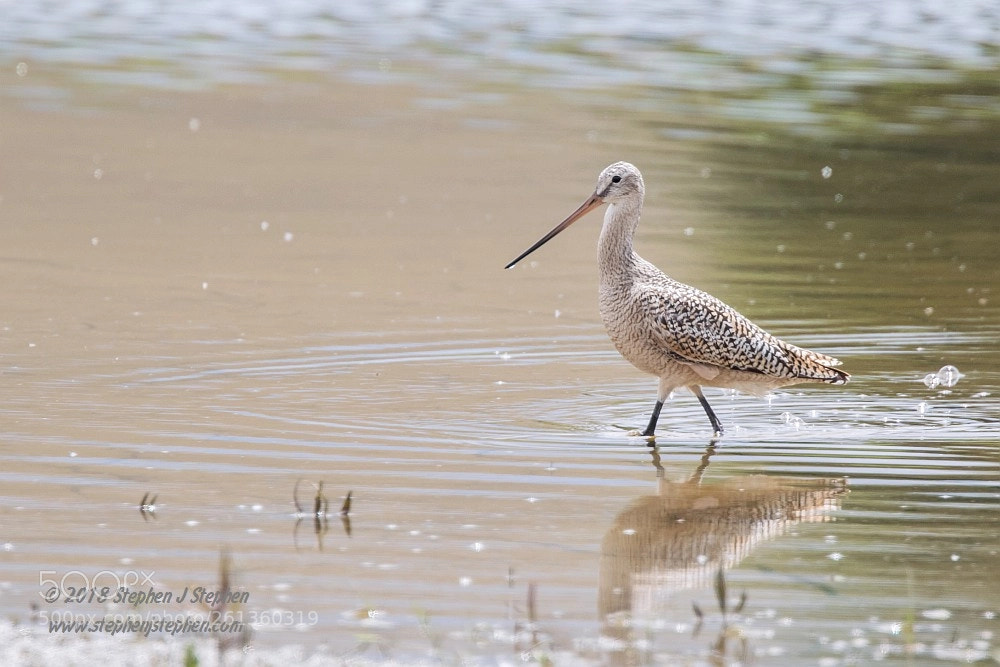 Canon EOS 7D Mark II sample photo. Marbled godwit photography