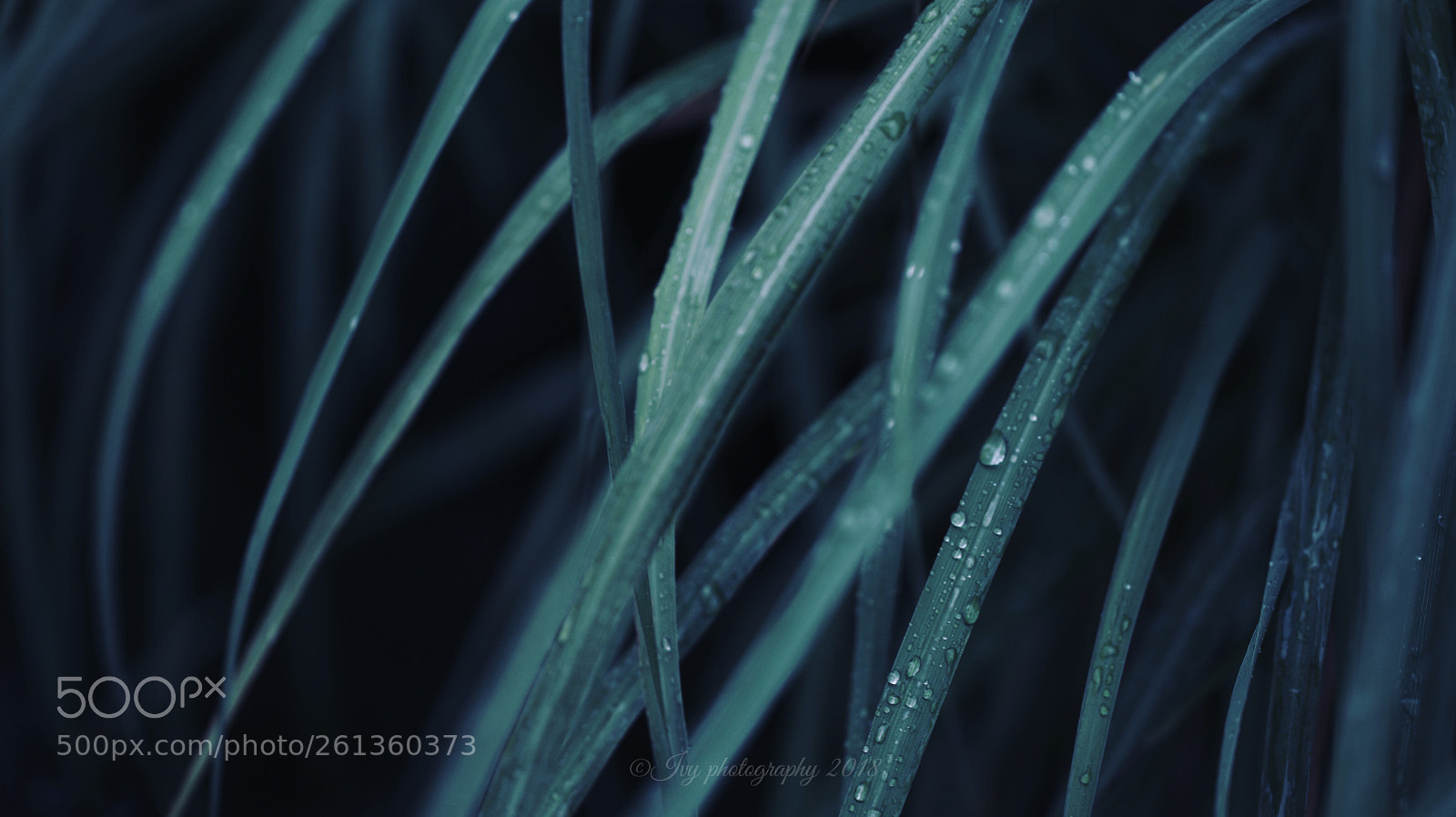 Canon EOS 5D Mark IV sample photo. Untitled photography