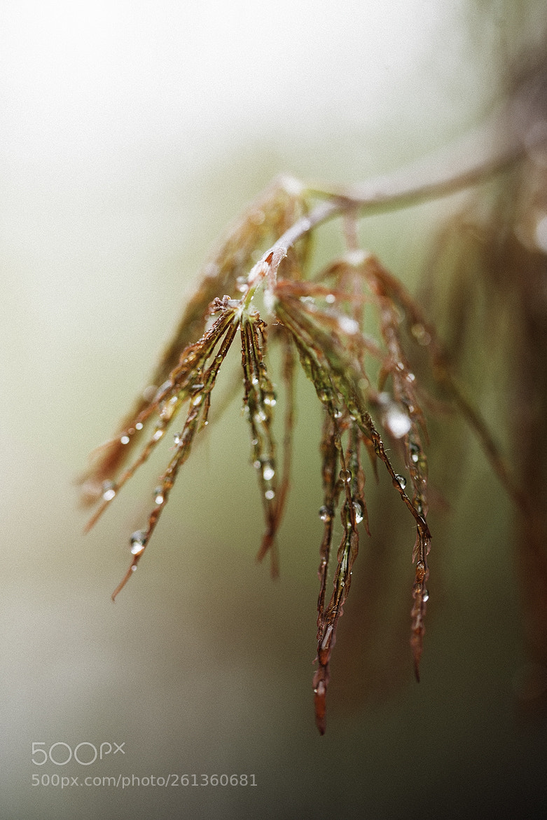 Nikon D600 sample photo. 180608 photography