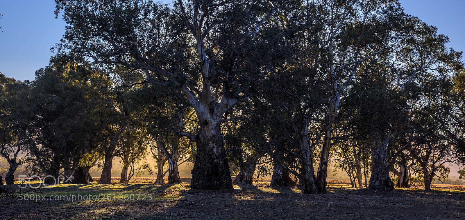 Nikon D810 sample photo. Sunrise near melrose, south photography