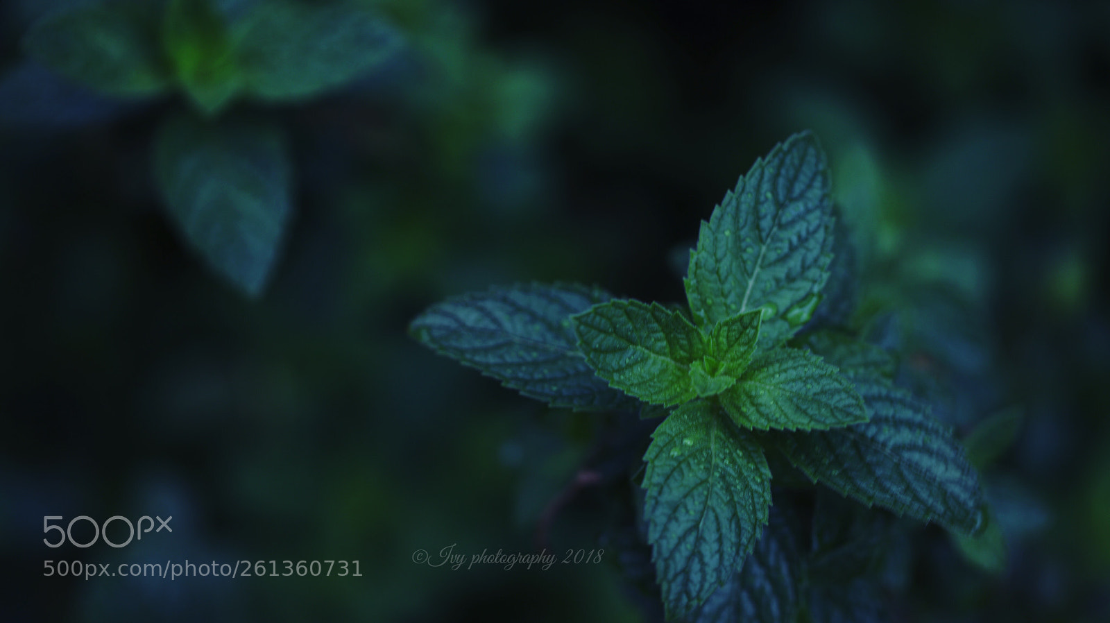 Canon EOS 5D Mark IV sample photo. Untitled photography