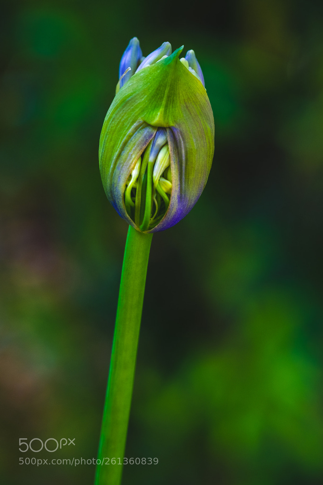 Fujifilm X-T2 sample photo. Agapanthus split his pants-hus photography