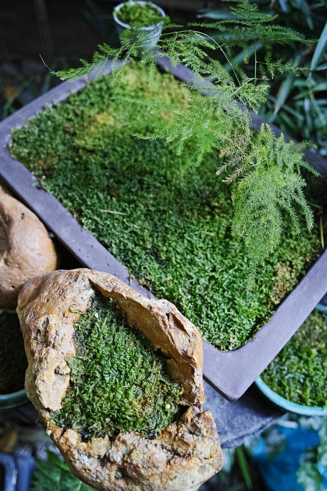 Sigma dp1 Quattro sample photo. Asparagus fern & moss photography
