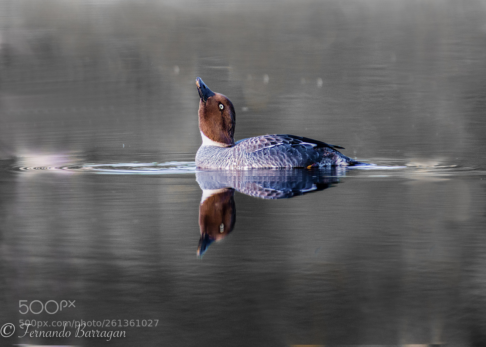 Nikon D7100 sample photo. Pato finland photography