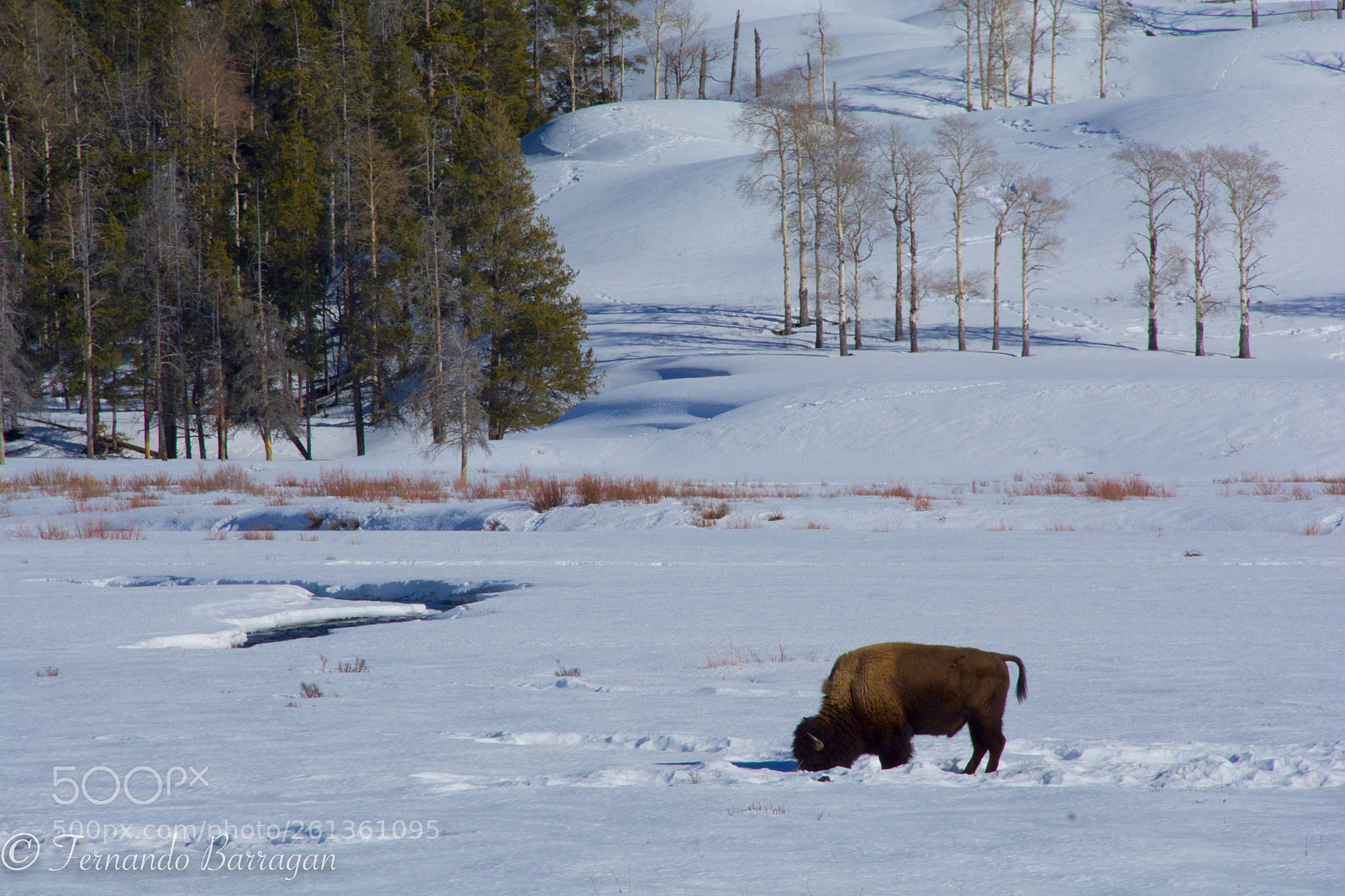Nikon D7100 sample photo. Bisonte en paisaje nevado photography