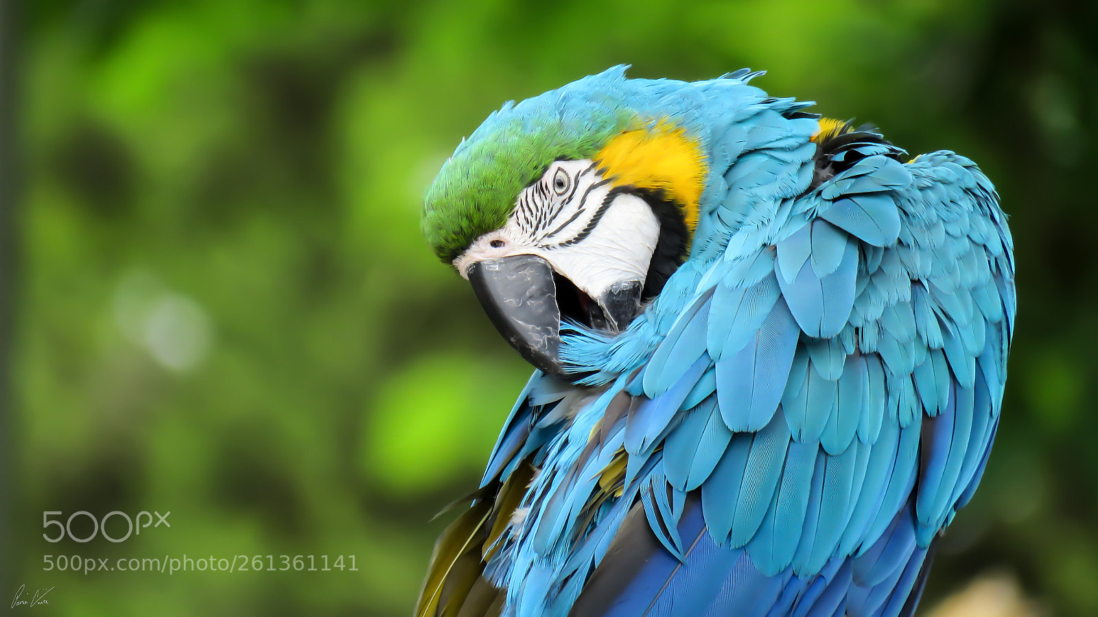 Canon PowerShot SX60 HS sample photo. Blue parrot in the photography