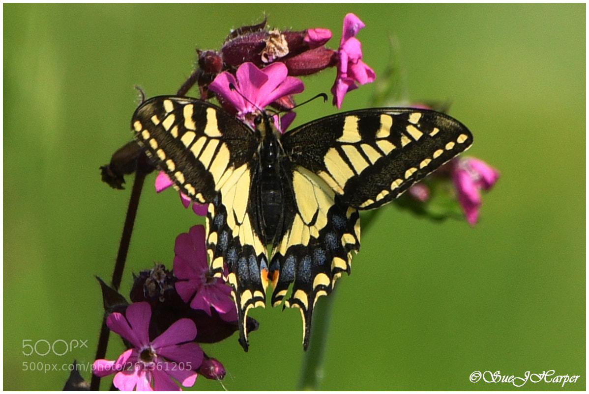 Nikon D7500 sample photo. Swollowtail photography