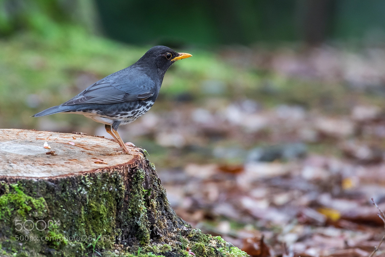 Canon EOS 7D Mark II sample photo. Stage (japanese thrush) photography