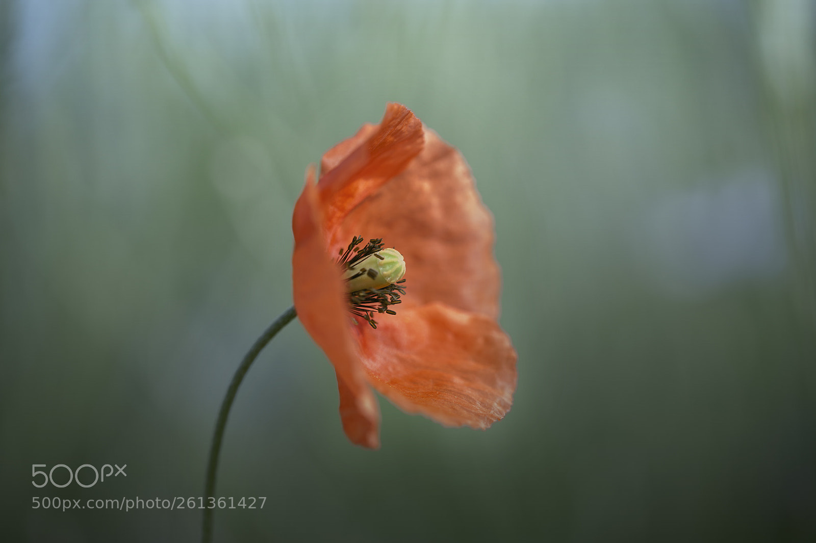 Nikon D700 sample photo. Mohn-blume photography