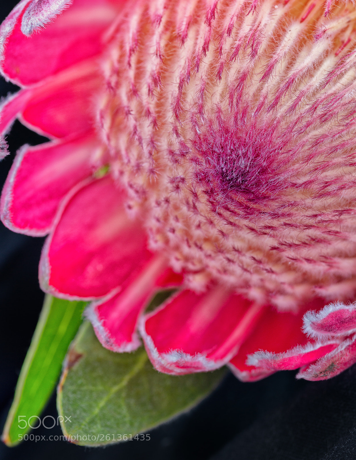Canon EOS 7D sample photo. Protea photography