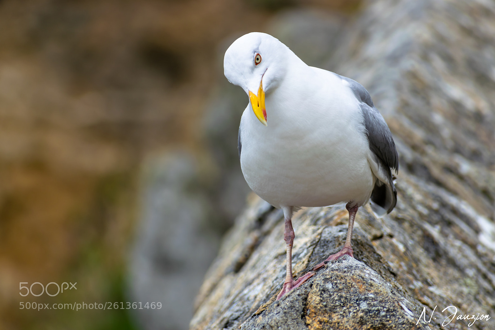 Nikon D3300 sample photo. The gull photography