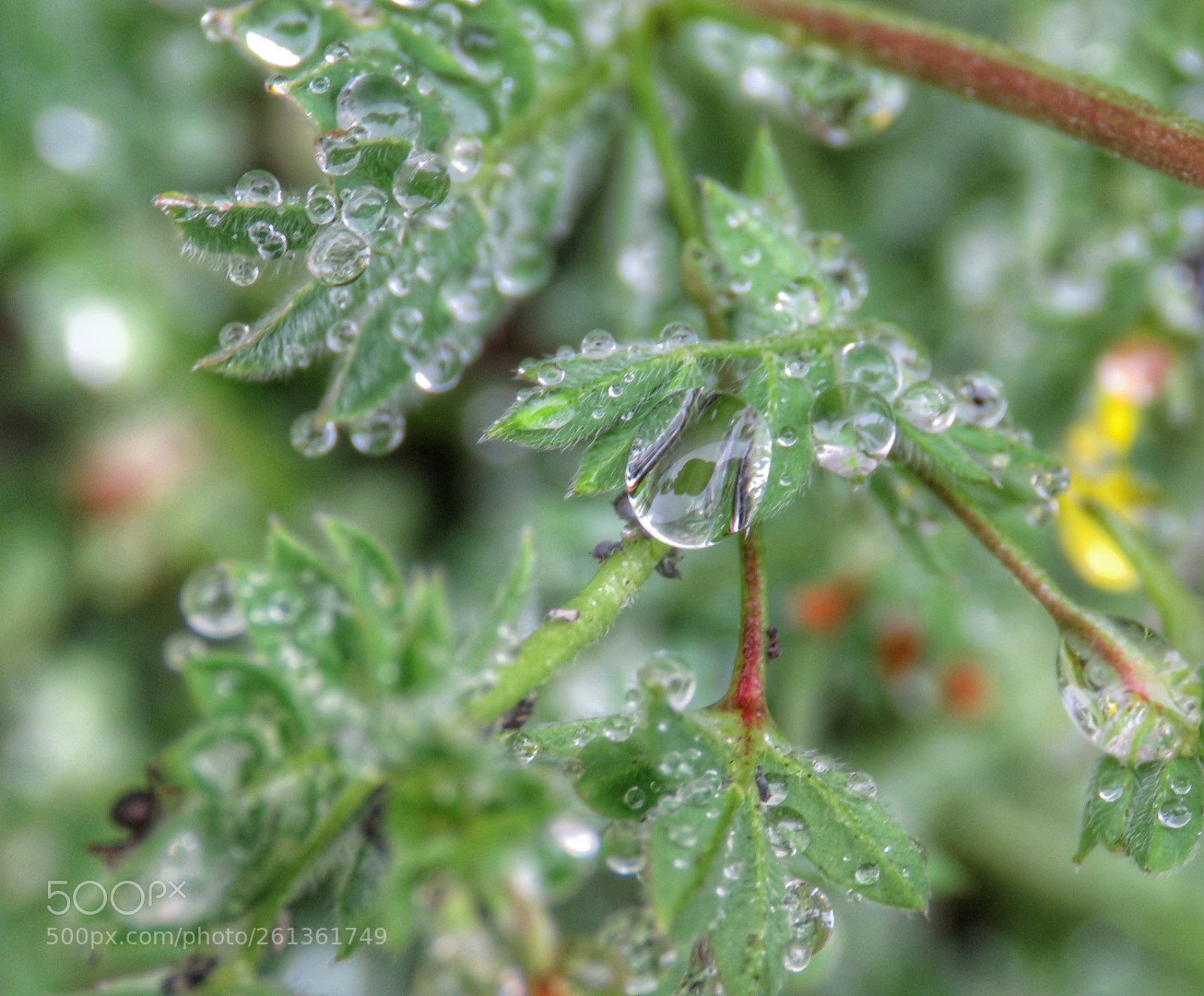 Canon PowerShot SX60 HS sample photo. Untitled photography