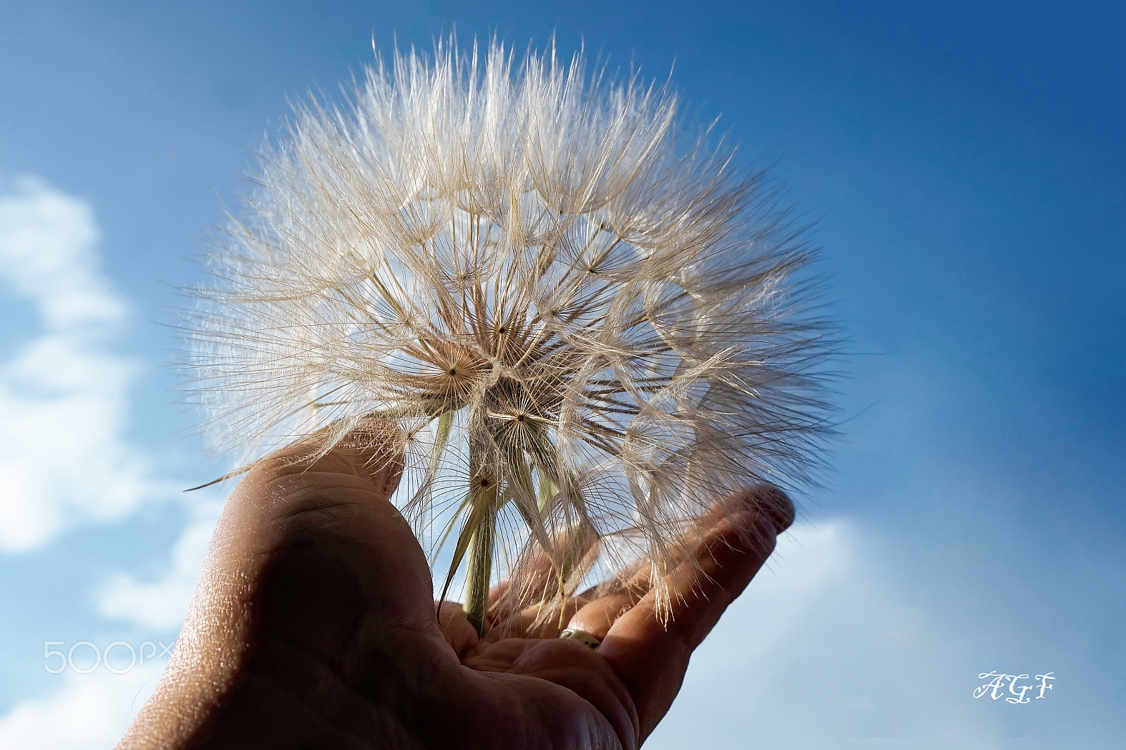 Sony Alpha a5000 (ILCE 5000) sample photo. Taraxacum officinale photography