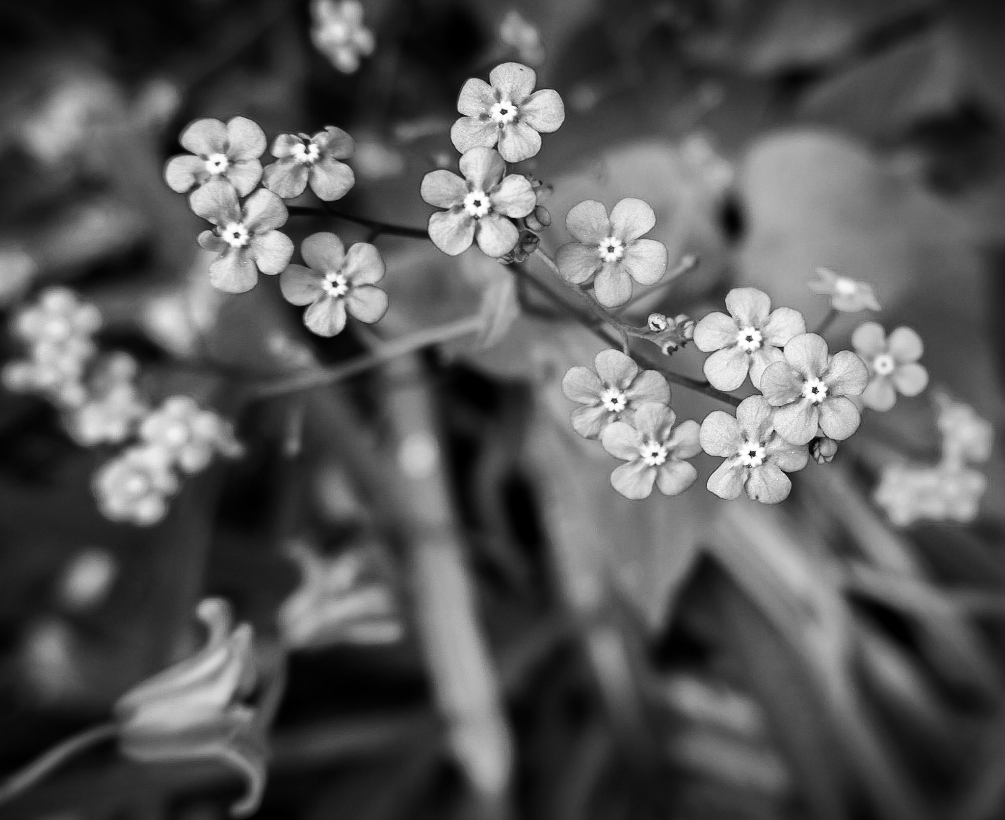 Canon PowerShot G1 X Mark II sample photo. Eyes  photography