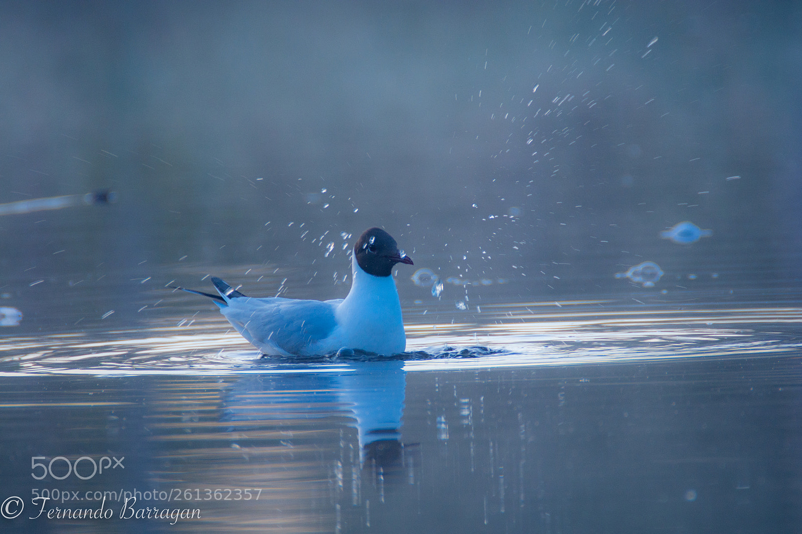 Nikon D7100 sample photo. Gaviota sabin finland photography