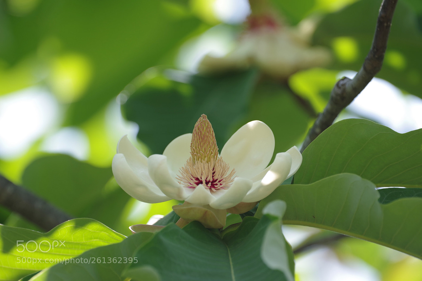 Pentax K-1 sample photo. Magnolia photography