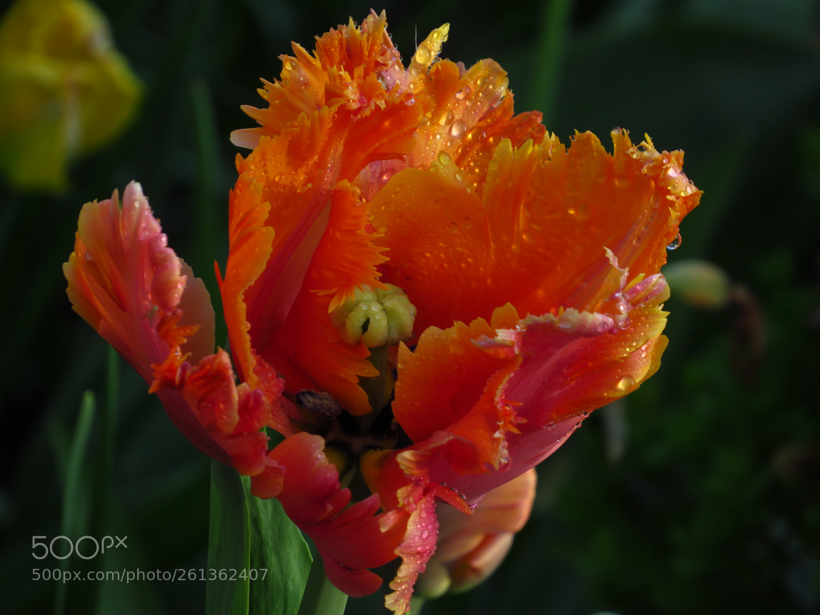 Canon PowerShot SX540 HS sample photo. Mohn photography