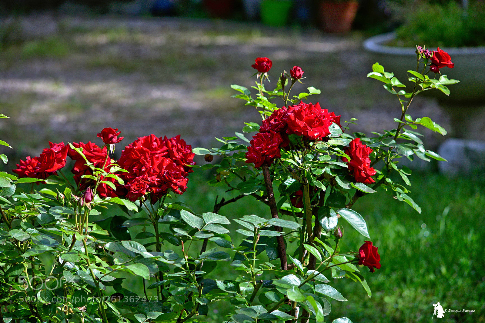 Nikon D7100 sample photo. Dsc photography