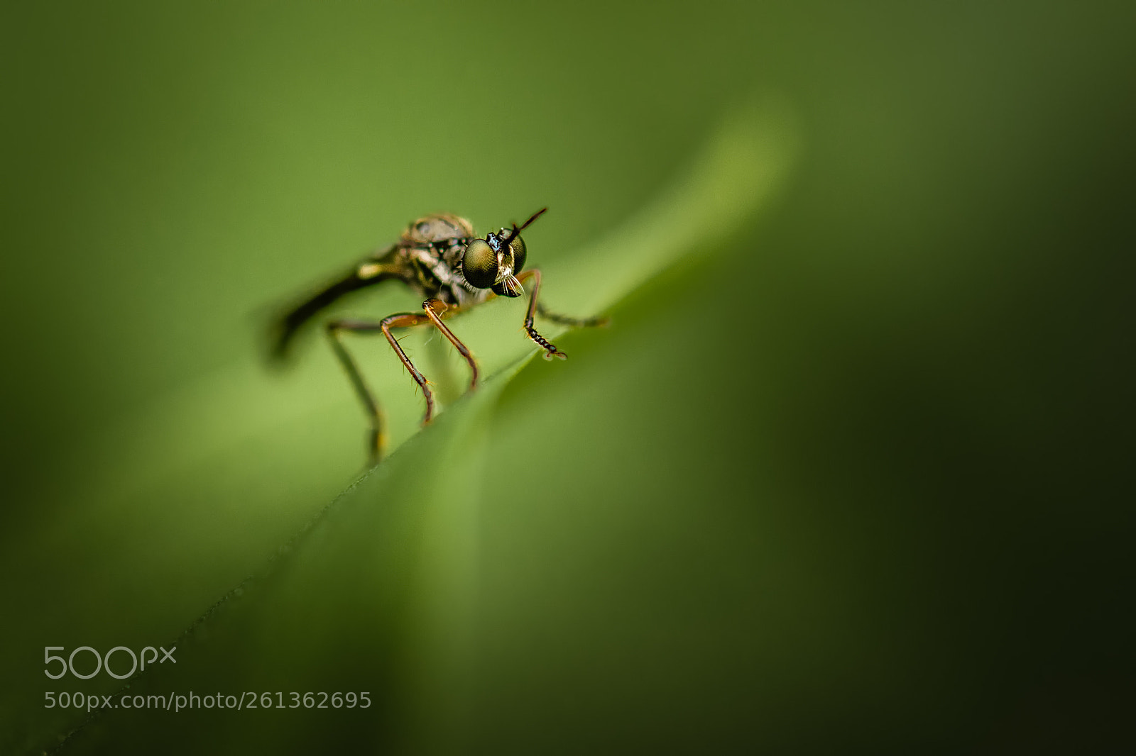 Nikon D7100 sample photo. Tiny robber photography