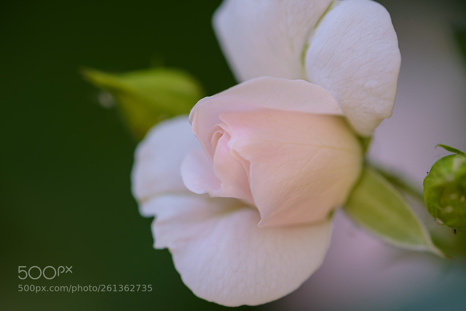 Nikon D750 sample photo. Tender rose photography