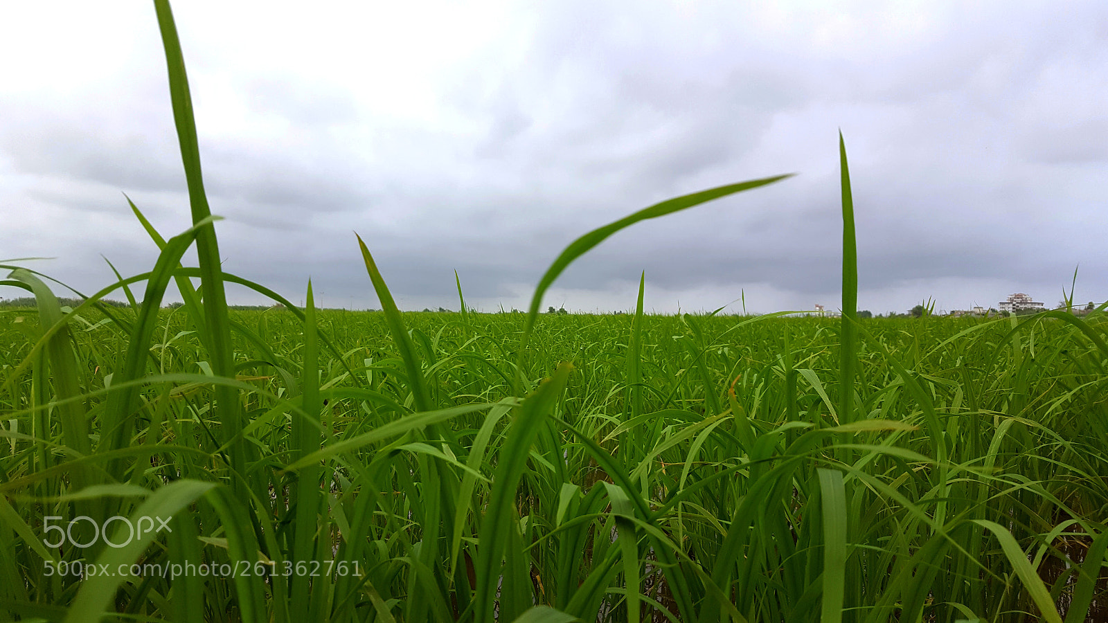 Samsung Galaxy S6 sample photo. Rice field photography