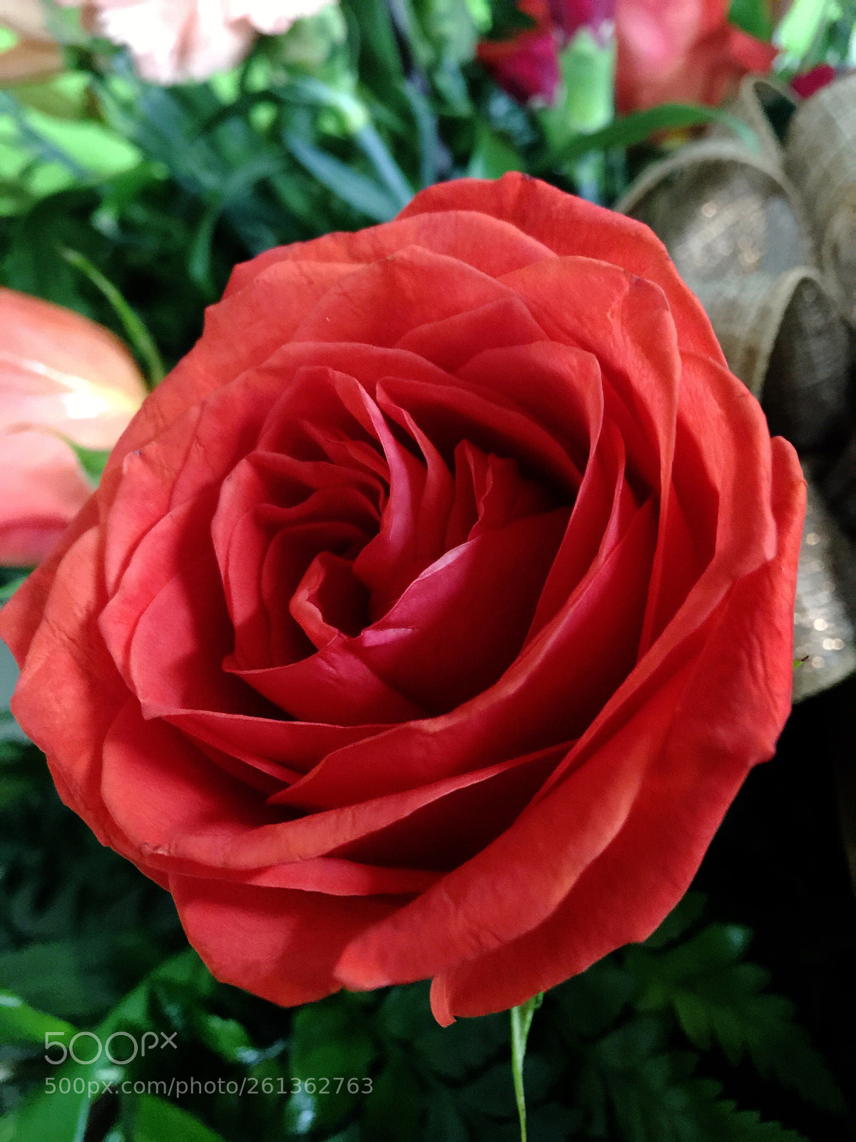 Apple iPhone 6 Plus sample photo. Today’s flower ?  photography