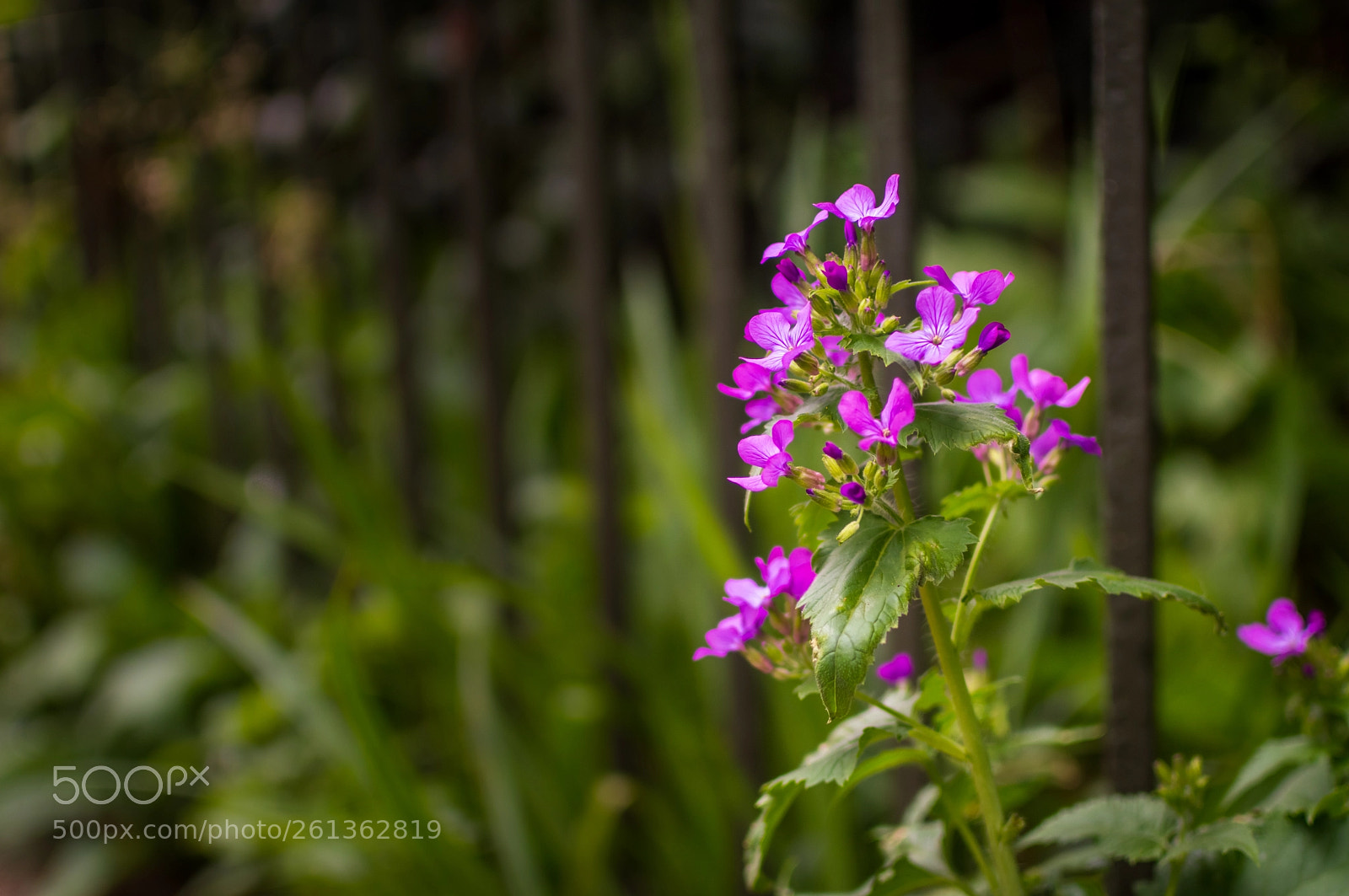 Nikon D3200 sample photo. Purple flower photography