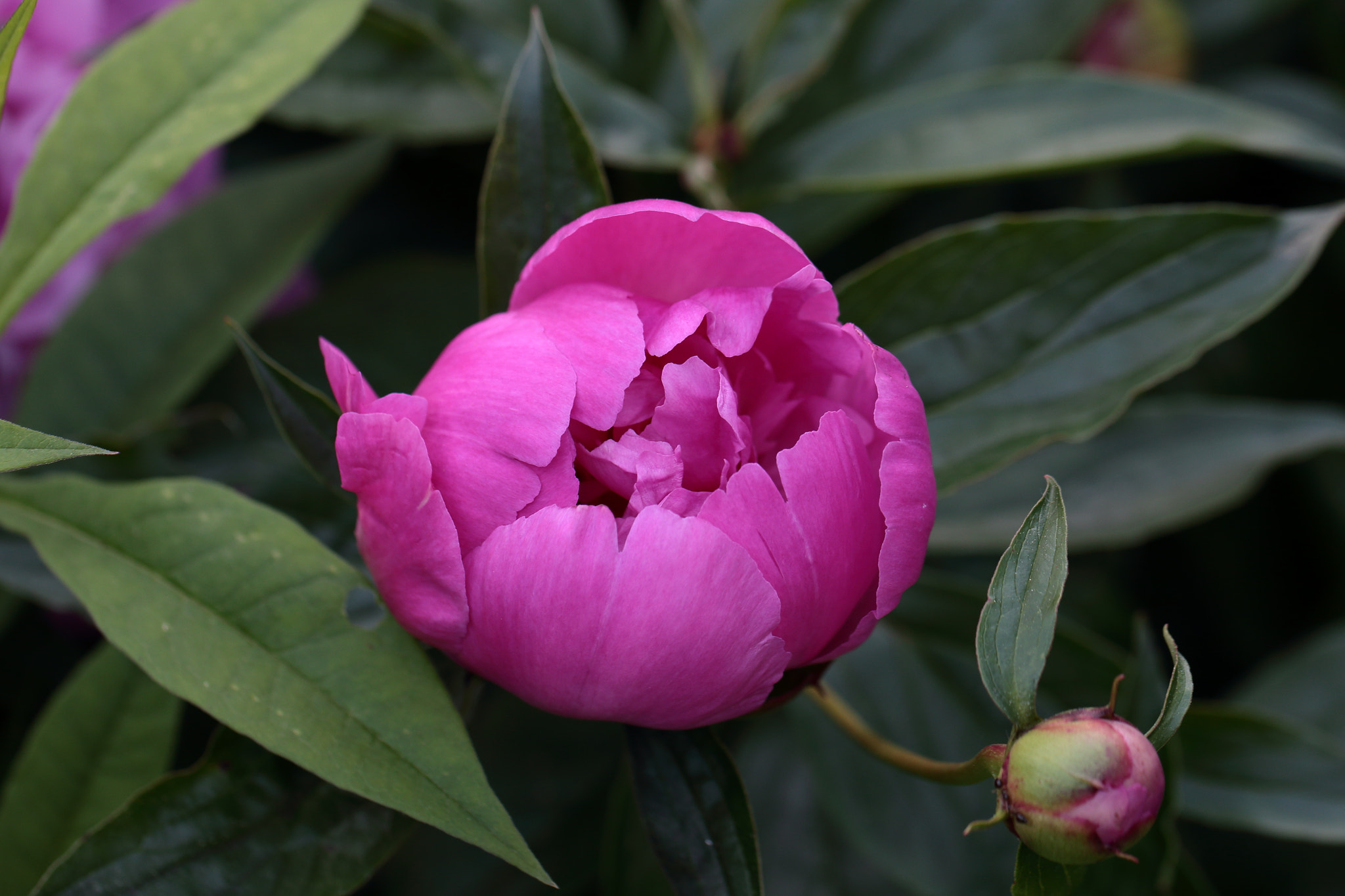 Canon EOS 70D + Canon EF 100mm F2.8L Macro IS USM sample photo. Peony photography