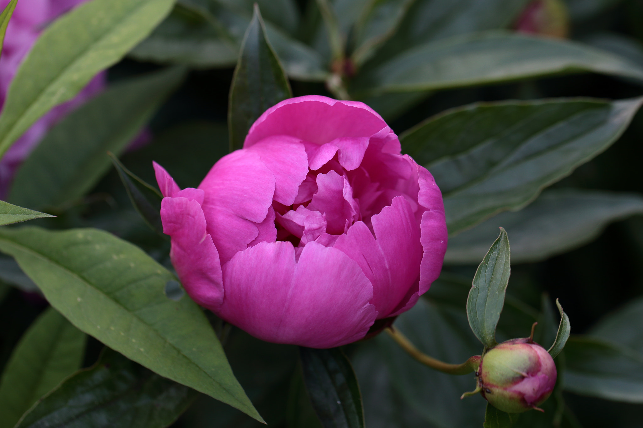 Canon EF 100mm F2.8L Macro IS USM sample photo. Peony photography