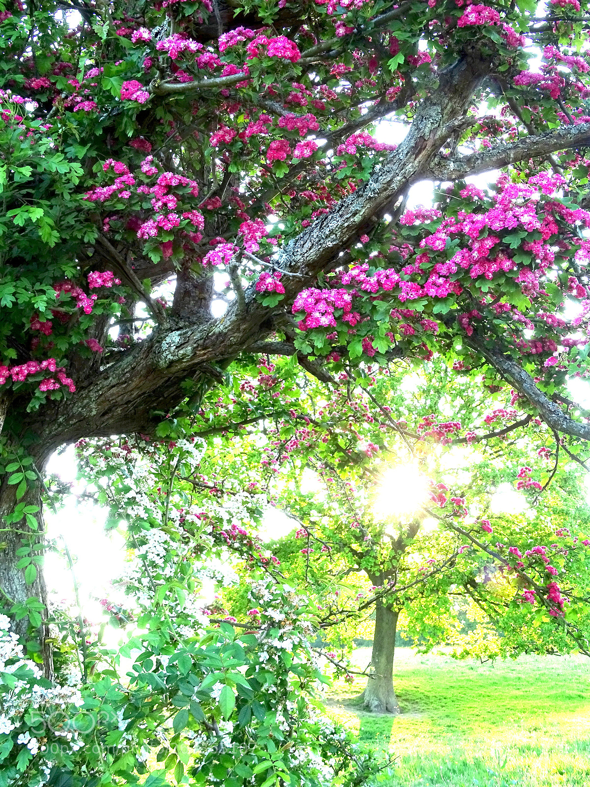 Sony Cyber-shot DSC-HX400V sample photo. Sunset on spring photography