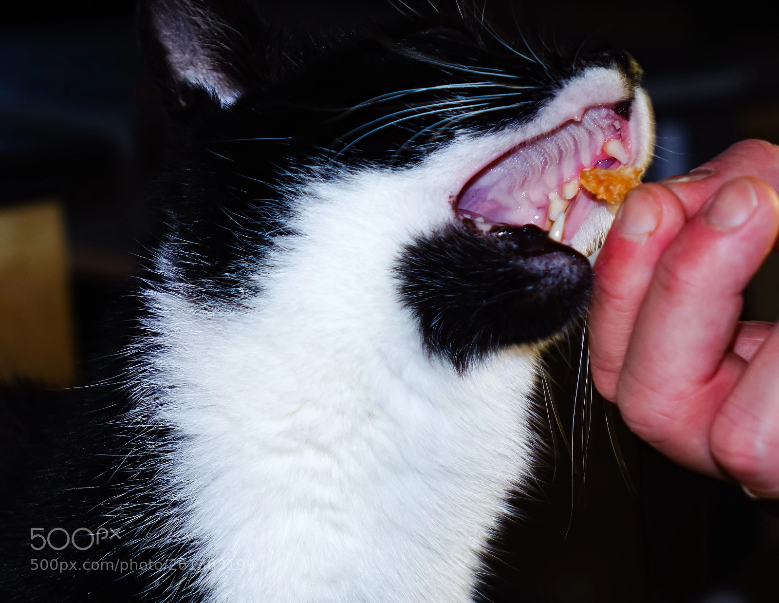 Sony Cyber-shot DSC-RX10 sample photo. Black and white cat photography