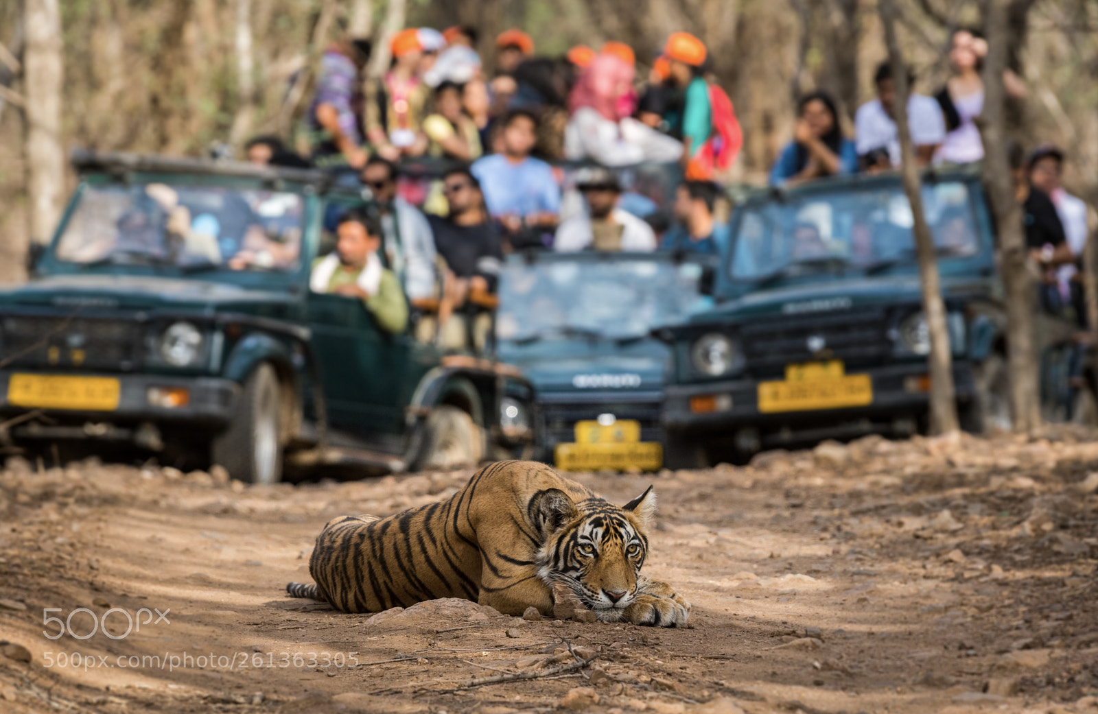 Nikon D500 sample photo. A deep thinker, tiger photography