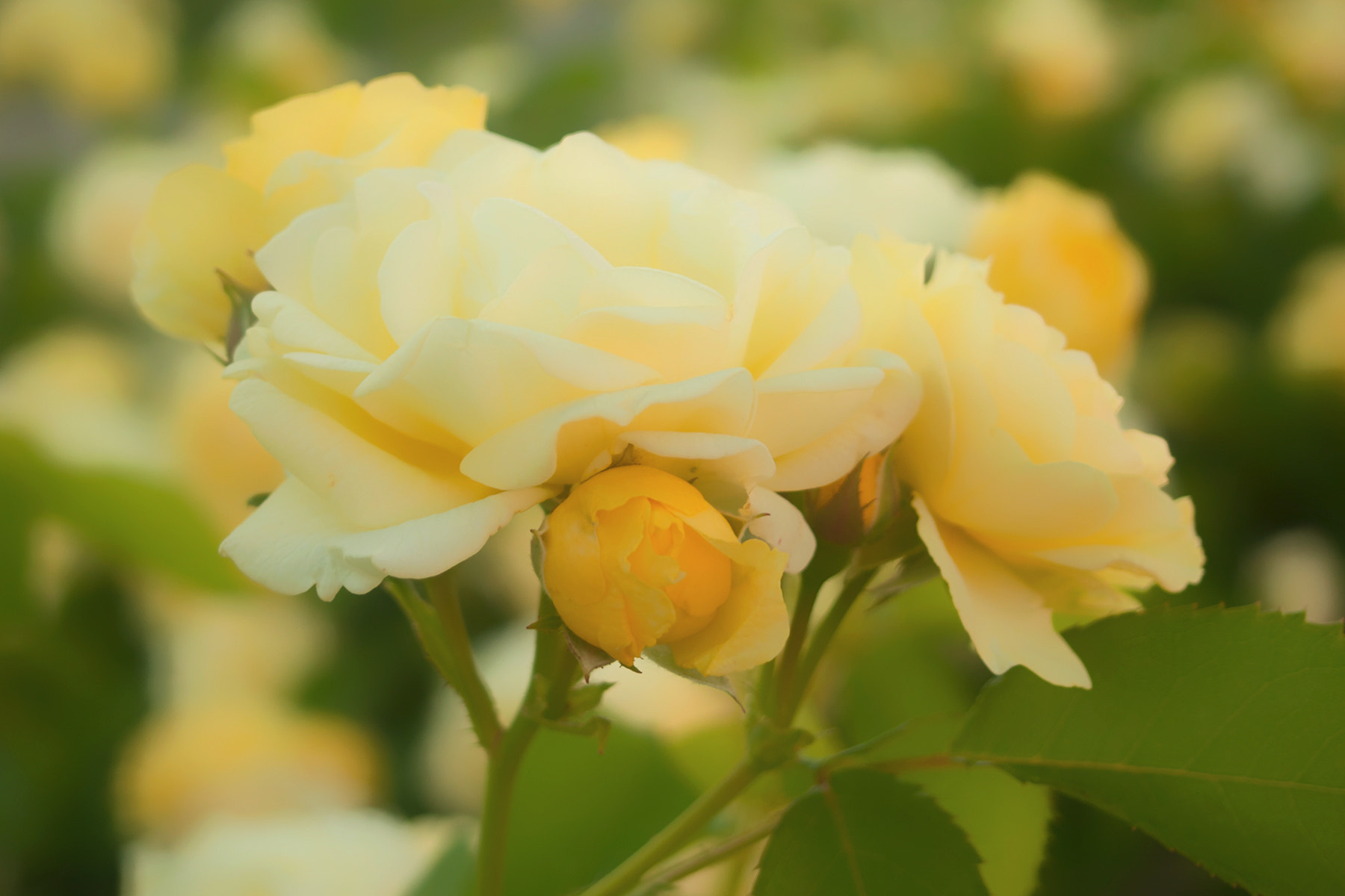 Olympus PEN E-P1 sample photo. Rose 2 photography