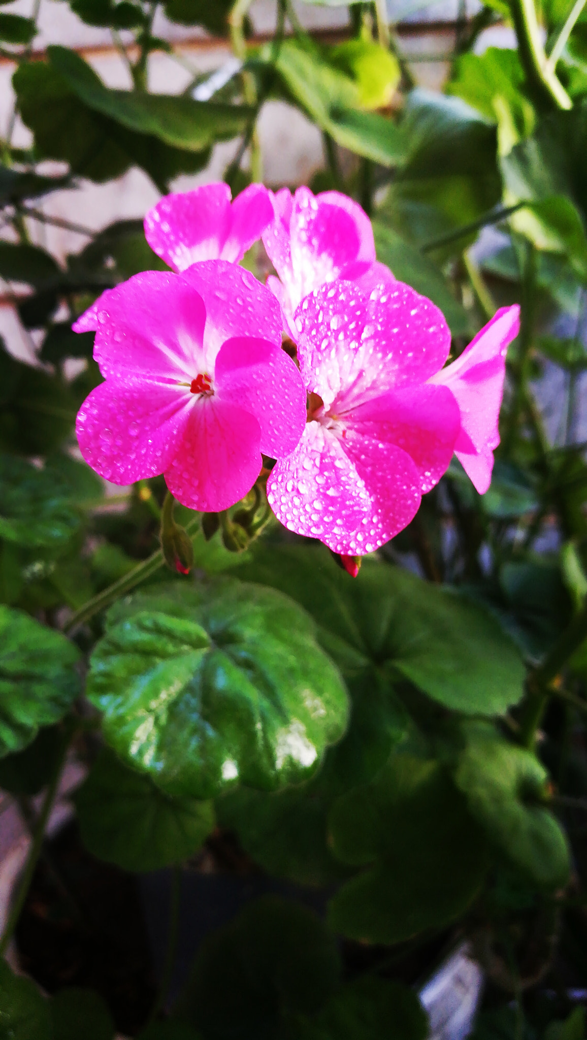 HUAWEI honor 6x sample photo. Pink flowers... photography