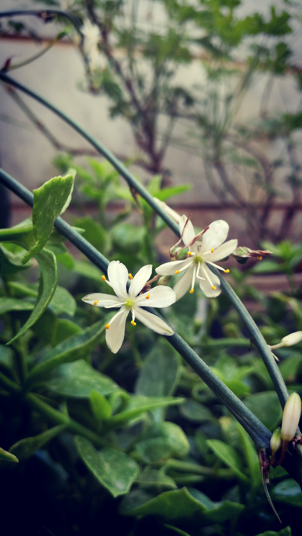 HUAWEI honor 6x sample photo. Inside my house photography