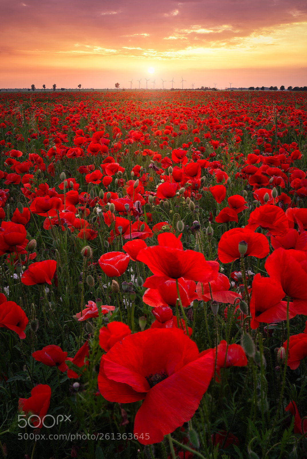 Pentax K-1 sample photo. Poppy field. photography