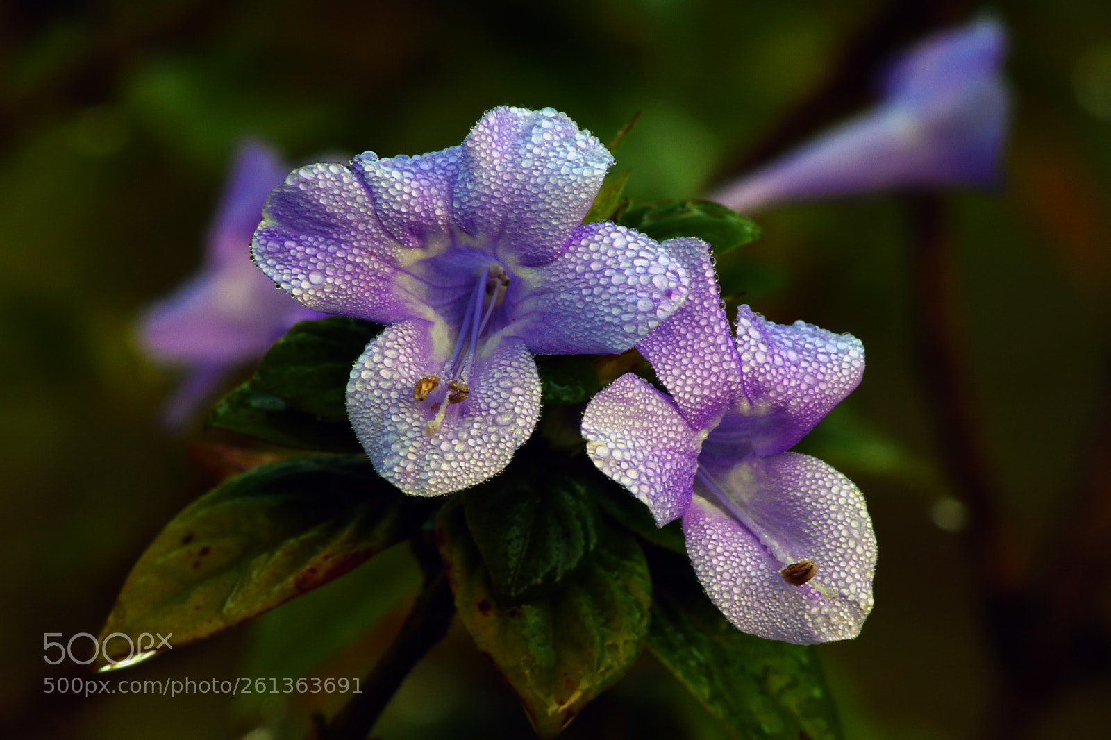 Nikon D7200 sample photo. Barleria cristata photography
