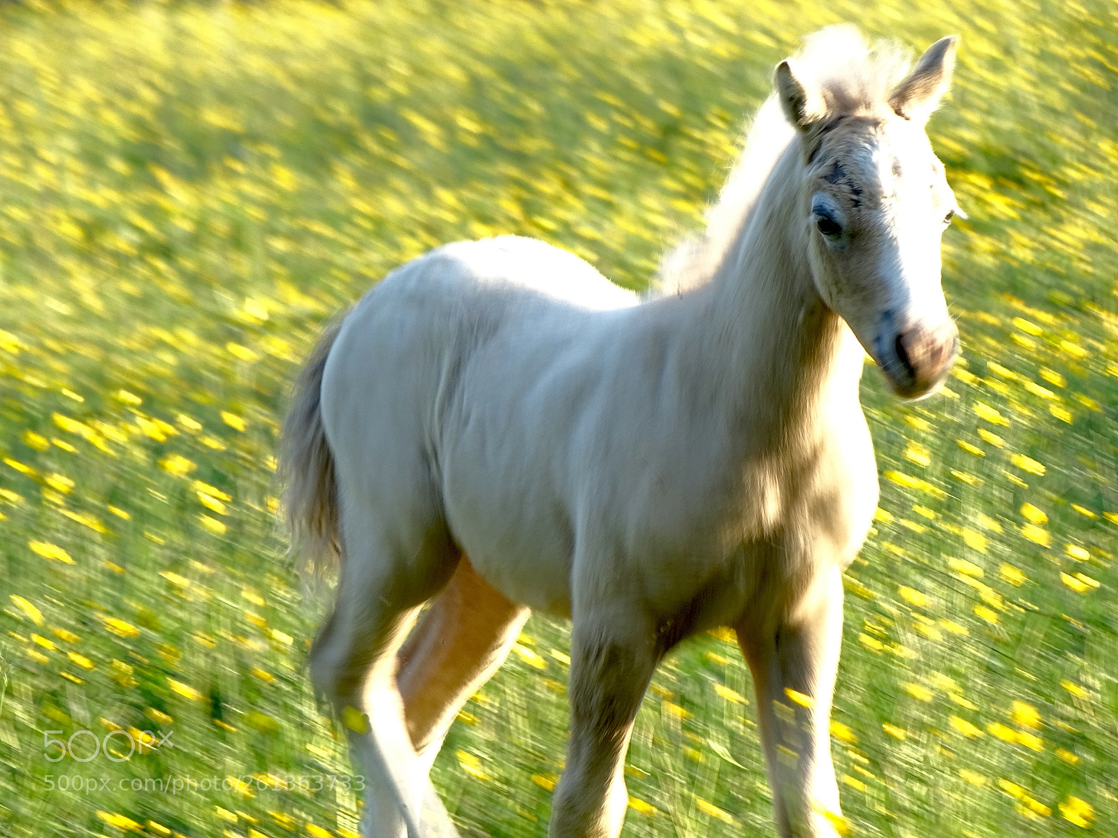 Sony Cyber-shot DSC-HX400V sample photo. Run of the foal photography