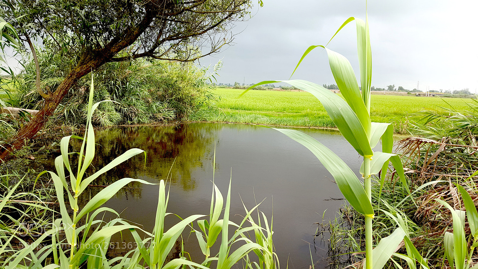 Samsung Galaxy S6 sample photo. Rice field photography