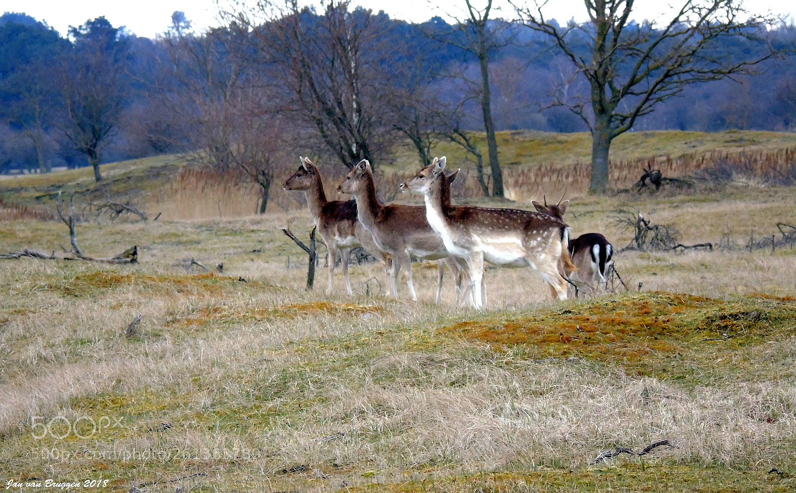 Sony Cyber-shot DSC-H400 sample photo. Fallow deer in their photography
