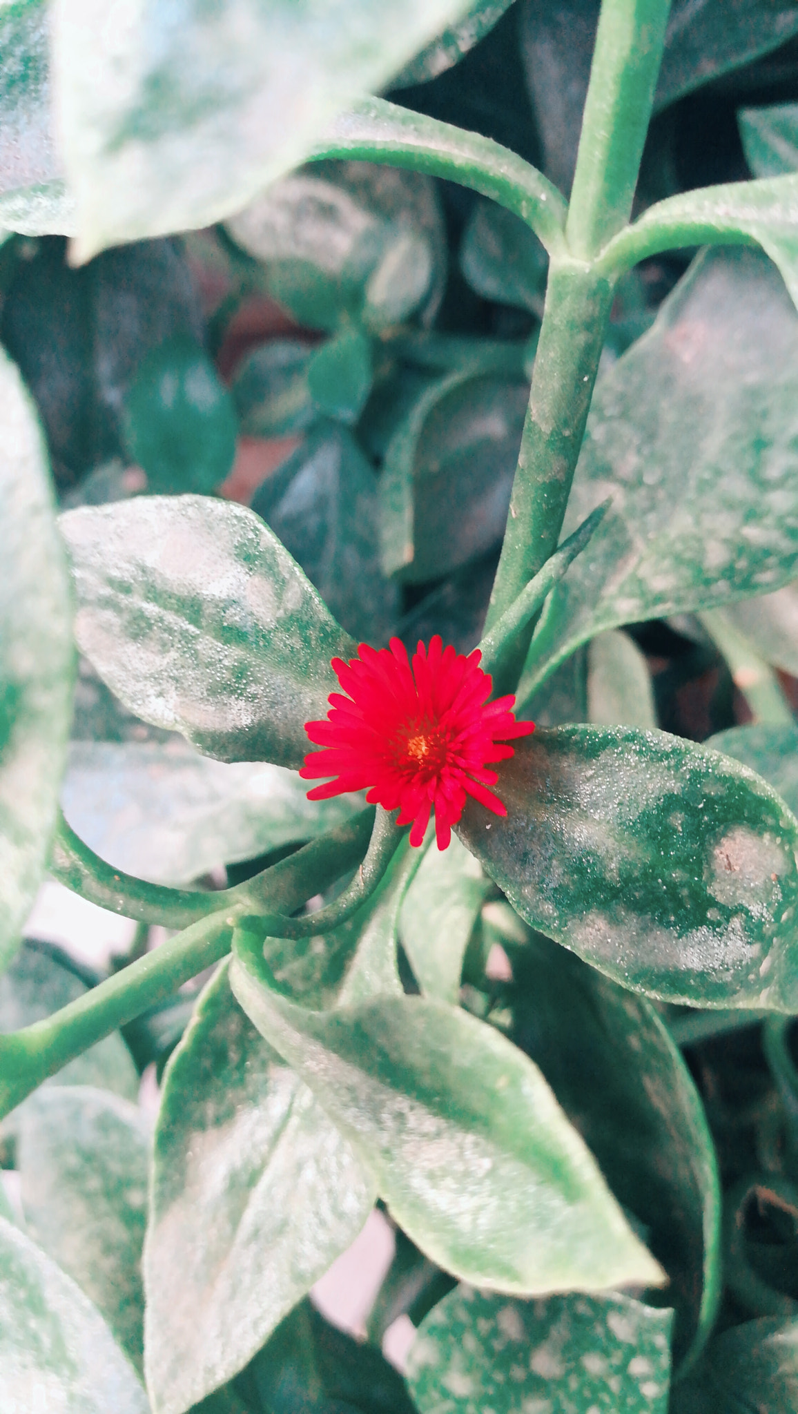 HUAWEI honor 6x sample photo. Lil red photography