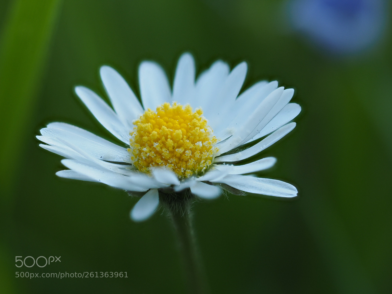 Olympus OM-D E-M1 sample photo. Common daisy up close photography