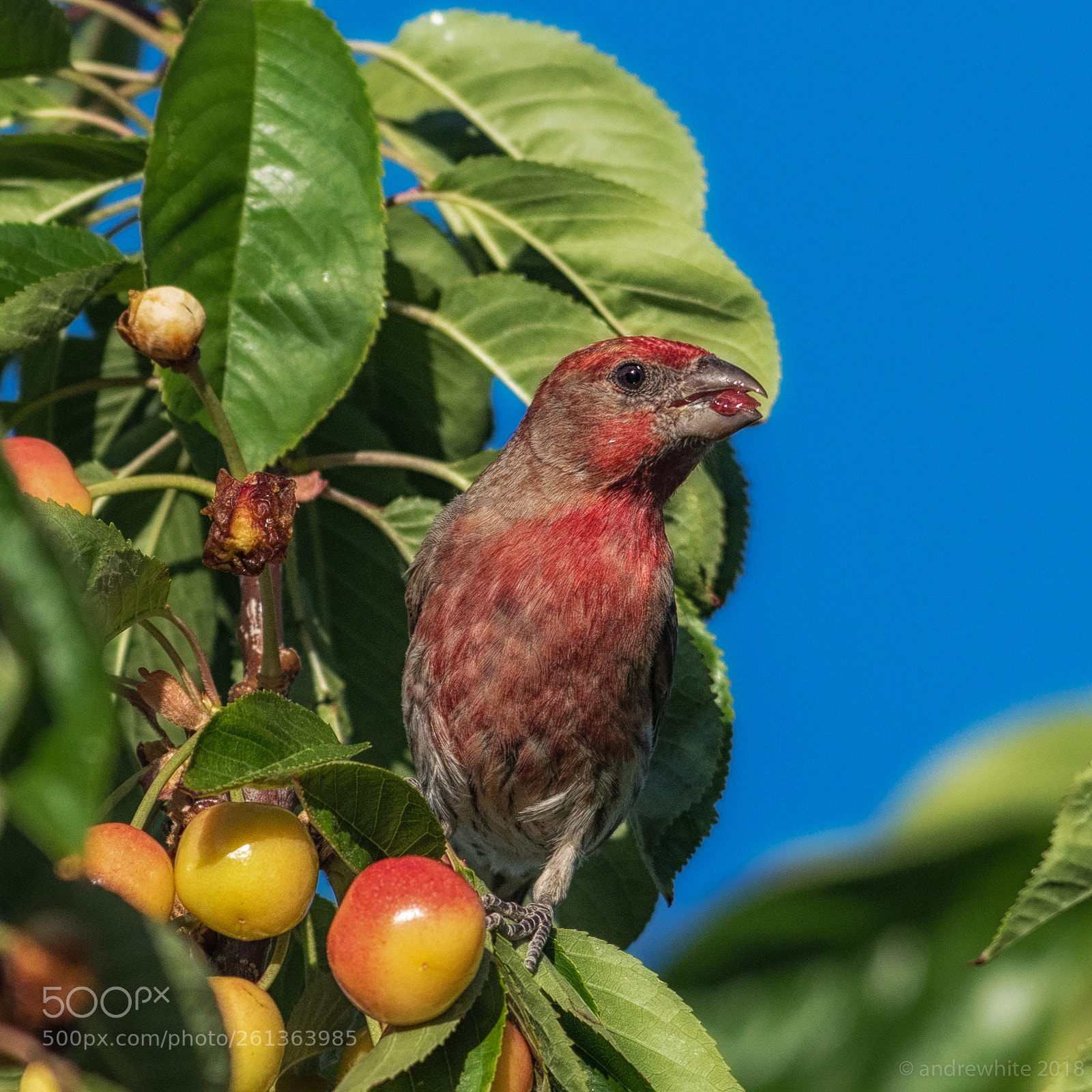 Nikon D850 sample photo. House finch photography