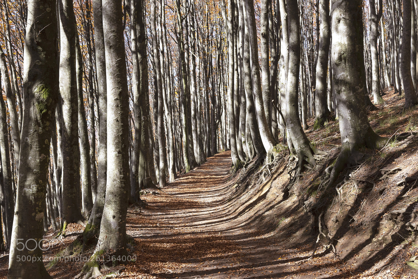 Nikon D600 sample photo. Just nature photography